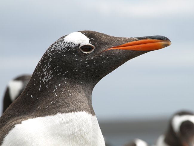 ../../Pictures/241209/027 Gentoo.JPG